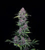 Empire Diesel Pack | 15 Cannabis Seeds