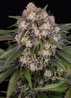 OG Kush | Autoflower | Cannabis Seeds