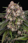 OG Kush | Autoflower | Cannabis Seeds