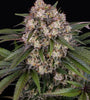 OG Kush | Autoflower | Cannabis Seeds