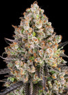OG Kush | Feminised | Cannabis Seeds