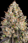 OG Kush | Feminised | Cannabis Seeds