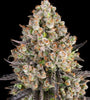 OG Kush | Feminised | Cannabis Seeds