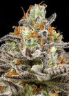 Sleepy Joe OG | Feminized  | Cannabis Seeds
