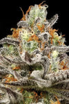Sleepy Joe OG | Feminized  | Cannabis Seeds