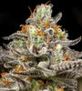 Sleepy Joe OG | Feminized  | Cannabis Seeds