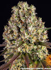 Sour Diesel | Feminised  | Cannabis Seeds