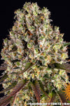 Sour Diesel | Feminised  | Cannabis Seeds