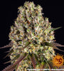 Sour Diesel | Feminised  | Cannabis Seeds