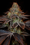SS1 Strain | Feminized | Cannabis Seeds