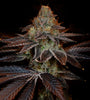 SS1 Strain | Feminized | Cannabis Seeds