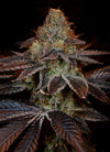 SS1 Strain | Feminized | Cannabis Seeds