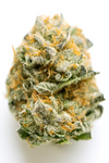 Jet Fuel Gelato  | Feminized  | Cannabis Seeds