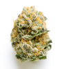 Jet Fuel Gelato  | Feminized  | Cannabis Seeds