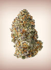 Purple Punch | Feminized | Cannabis Seeds