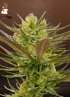 Banana Punch | Feminized | Cannabis Seeds